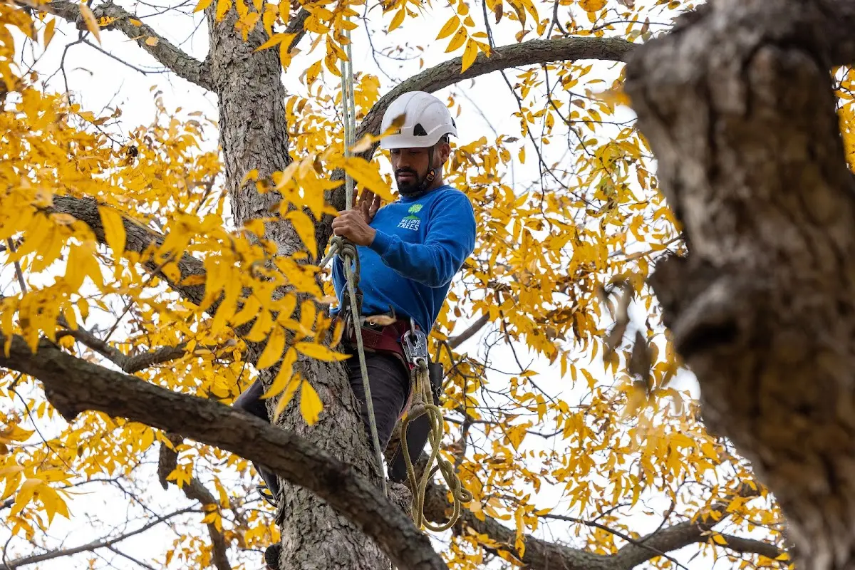 Skilled Tree Planing crew working in Dodson
